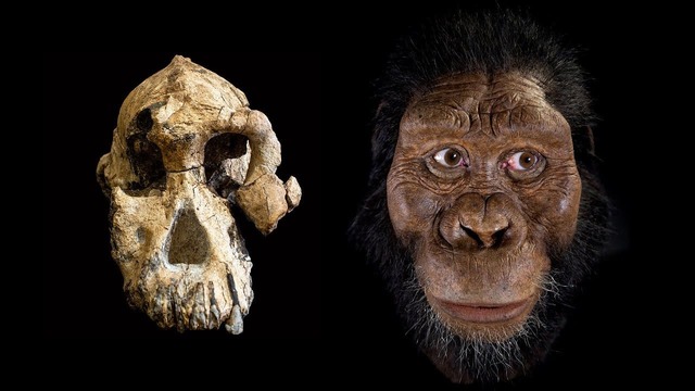 Australopithecus anamensis  
